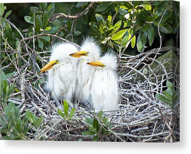 Egret Canvas Print featuring the photograph The Three Stooges by Kenneth Albin