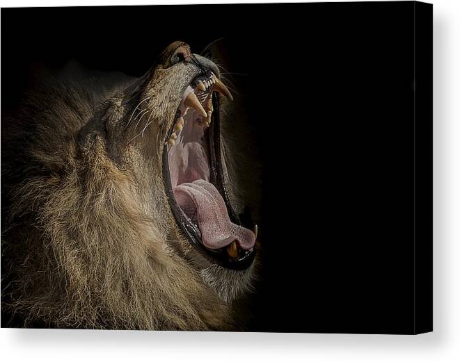 Lion Canvas Print featuring the photograph The War Cry by Paul Neville