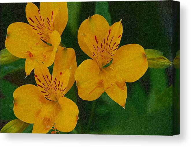 Flowers Canvas Print featuring the photograph The Wild Ones by Carol Eliassen