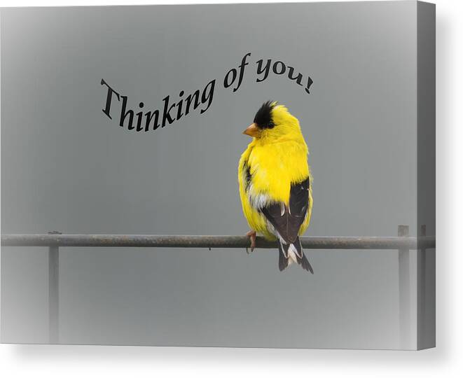 Thinking Of You Canvas Print featuring the photograph Thinking of you - American Goldfinch by Holden The Moment
