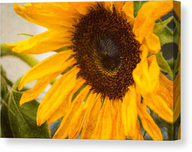 Sunflower Canvas Print featuring the photograph Thoughts Of Autumn by Arlene Carmel