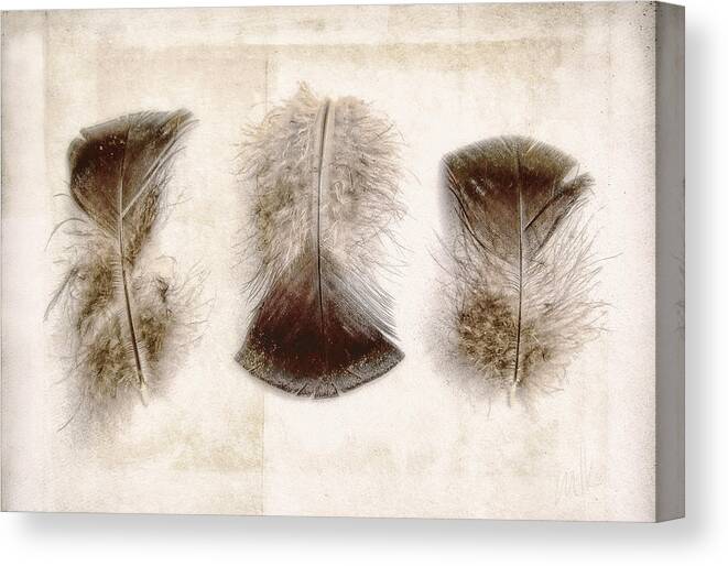 Feathers Canvas Print featuring the photograph Three Little Turkey Feathers by Louise Kumpf