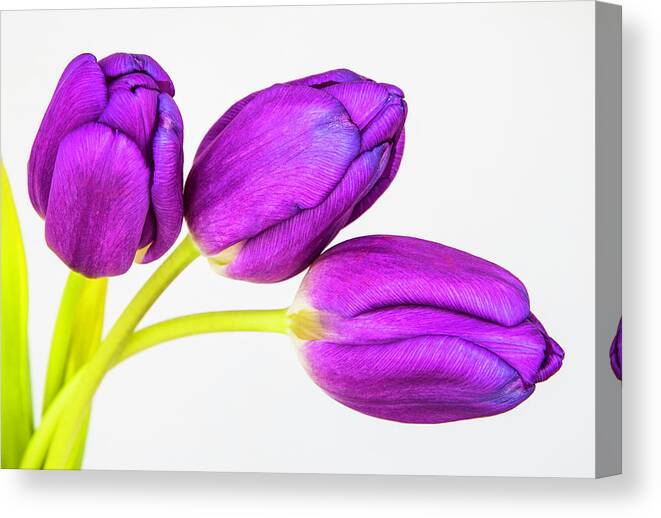 Photographic Art Canvas Print featuring the photograph Three Tulips by John Roach