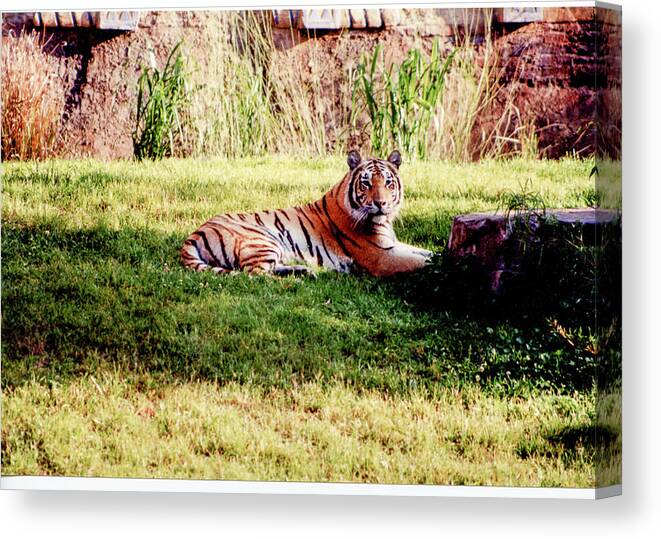 Wildlife Canvas Print featuring the photograph Tiger At Rest by Rick Redman
