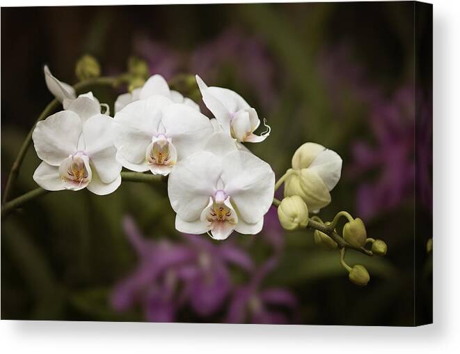 Orchid Canvas Print featuring the photograph Tiny White Dancers by Jill Love
