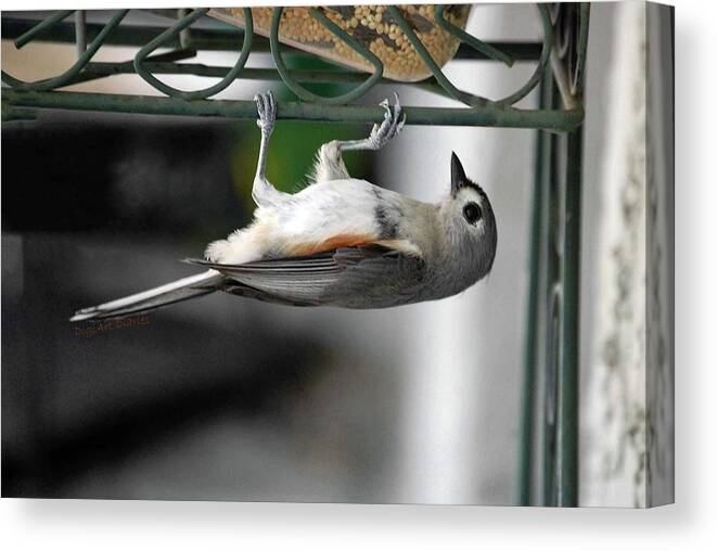 Tufted Titmouse Canvas Print featuring the photograph Titmouse Trickery by DigiArt Diaries by Vicky B Fuller