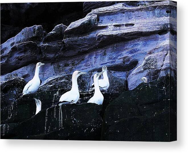 Birds Canvas Print featuring the photograph Togetherness by HweeYen Ong