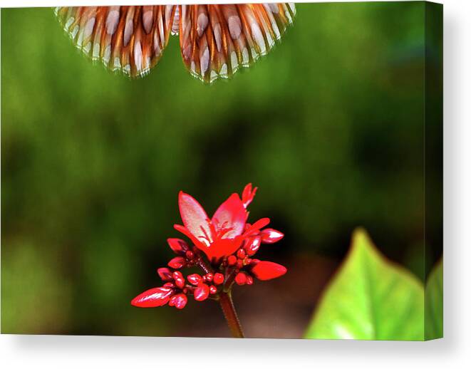 Spicy Jatropha Canvas Print featuring the photograph Too Late 001 by George Bostian