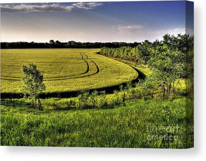 Landscape Canvas Print featuring the photograph Tracks by Fred Lassmann