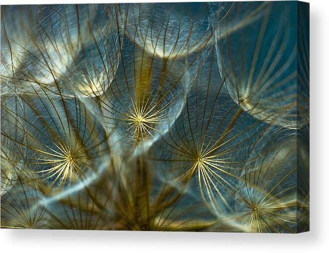 Dandelion Canvas Print featuring the photograph Translucid Dandelions by Iris Greenwell