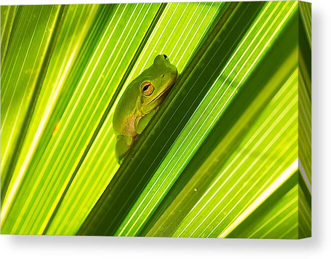 Wildlife Canvas Print featuring the photograph Tree Frog and Palm Frond by Kenneth Albin