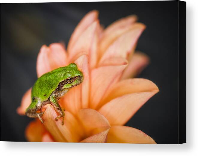 Animals Canvas Print featuring the photograph Tree Frog in the Blossoms by Rikk Flohr