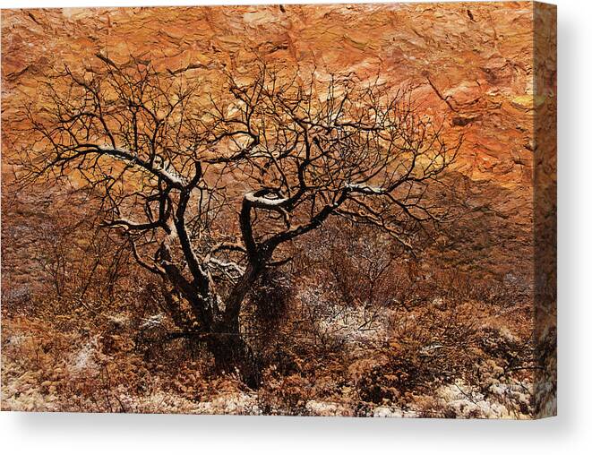 Trees Canvas Print featuring the photograph Tree in Winter by Barbara Manis