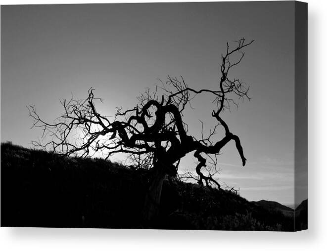 Tree Canvas Print featuring the photograph Tree of Light Silhouette Hillside - Black and White by Matt Quest