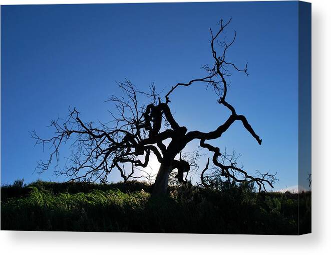 Tree Canvas Print featuring the photograph Tree of Light - Straight View 2 by Matt Quest