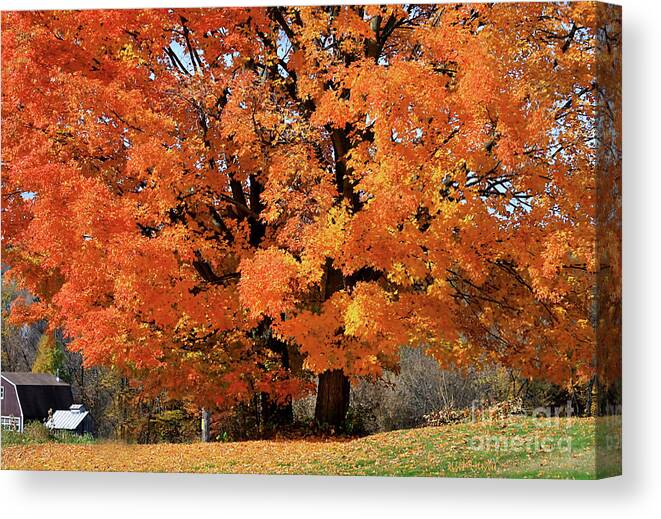 Autumn Canvas Print featuring the photograph Tree On Fire by Deborah Benoit