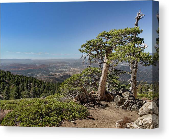 Socal Canvas Print featuring the photograph Tree With a View by Ed Clark