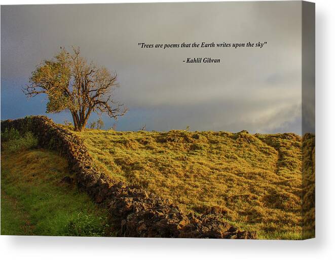 Tree Canvas Print featuring the photograph Trees Are The Poem That The Earth Writes upon The Sky by Venetia Featherstone-Witty