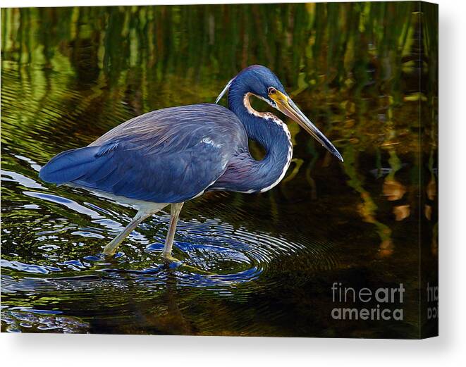 Heron Canvas Print featuring the photograph Tricolor Heron by Larry Nieland