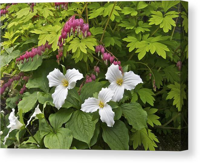Trillium Canvas Print featuring the photograph Trillium And Bleeding Hearts1079 by Michael Peychich