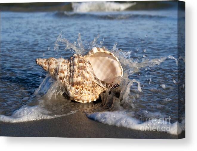 Shell Canvas Print featuring the photograph Triton shell by Anthony Totah