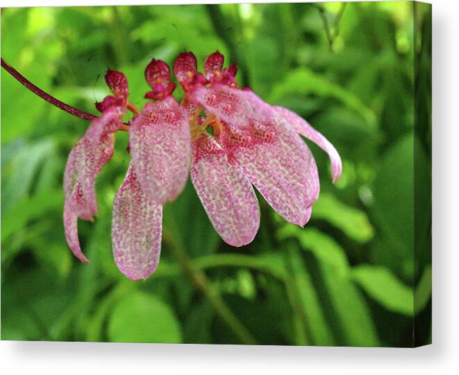 Flower Flowers Tropical Exotic Spotted Purple Pink White Petals Stem Cerise Hanging Horticulture Sub Tropical Green Leaves Canvas Print featuring the photograph Tropical Flower by Jeff Townsend