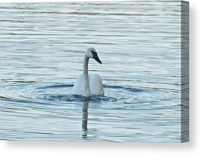Swan Canvas Print featuring the photograph Trumpeter Swan 9673 by Michael Peychich