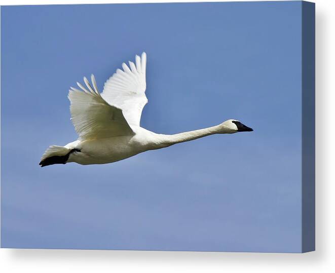 Spring Canvas Print featuring the photograph Trumpeter swan in flight by David Pickett