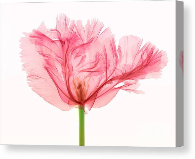 Science Canvas Print featuring the photograph Tulip, X-ray by Ted Kinsman