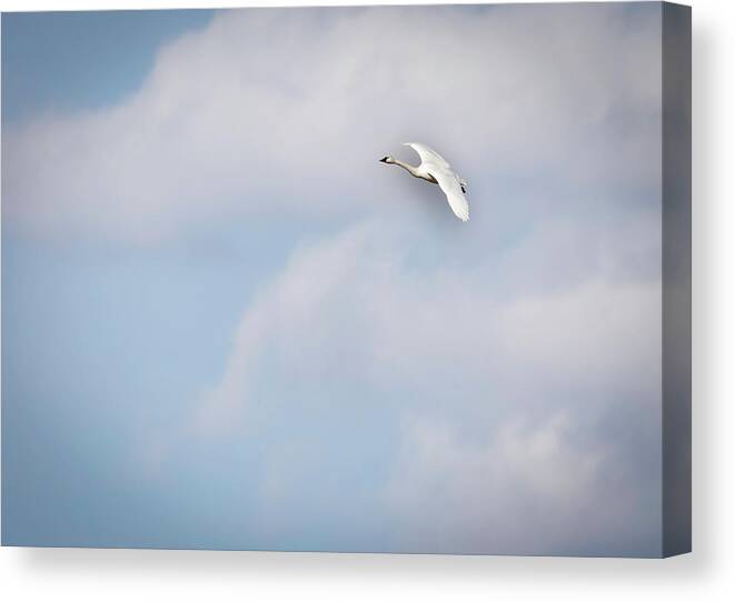 Tundra Swan (cygnus Columbianus) Canvas Print featuring the photograph Tundra Swan 2015-8 by Thomas Young