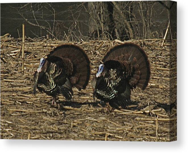 Turkey Canvas Print featuring the photograph TURKEYstrutin by Robert Pearson