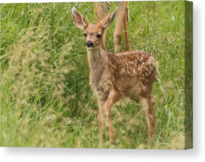 Mule Deer Fawn Canvas Print featuring the photograph Twilight Fawn #3 by Mindy Musick King