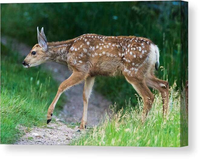 Mule Deer Fawn Canvas Print featuring the photograph Twilight Fawn #4 by Mindy Musick King