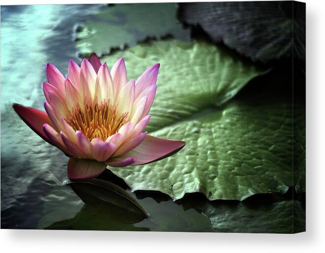 Lily Canvas Print featuring the photograph Twilight Lily by Jessica Jenney