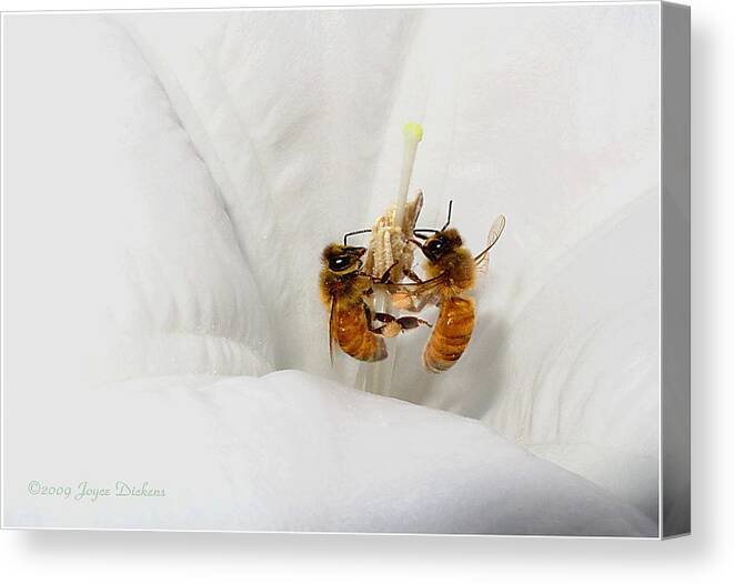 Bee Canvas Print featuring the photograph Two Busy by Joyce Dickens