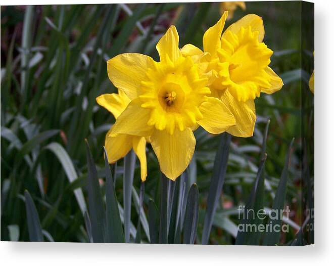 Flowers Canvas Print featuring the photograph Two Daffodils by Charles Robinson