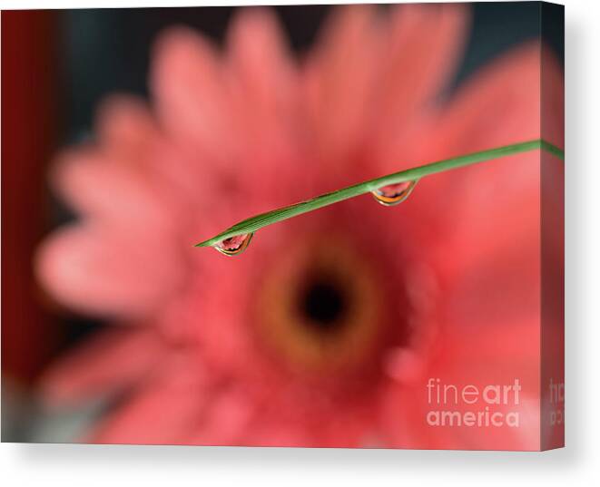 Two Canvas Print featuring the photograph Two drops of water over a pink flower by Les Palenik