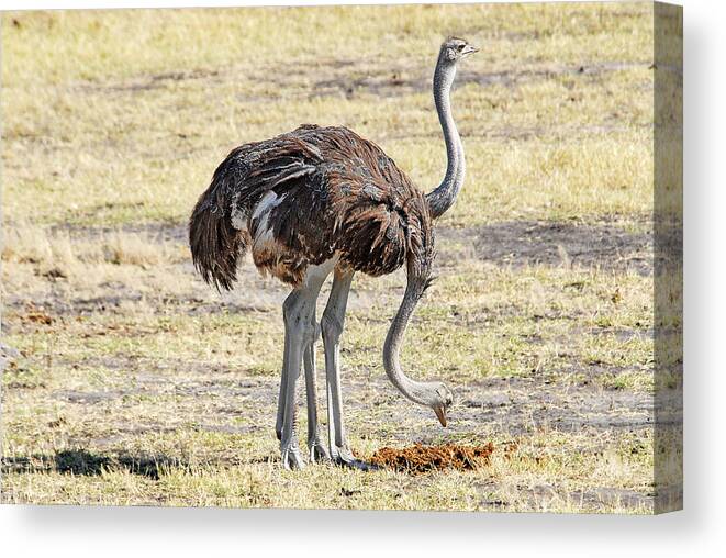 Ostrich Canvas Print featuring the photograph Two-Headed Ostrich by Ted Keller