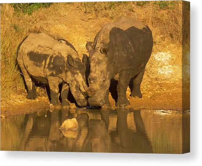 Animal Canvas Print featuring the photograph Two White Rhino by Johan Elzenga