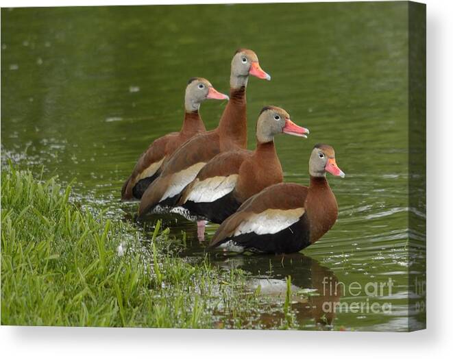 Duck Canvas Print featuring the photograph Unexpected Visitors by Randy Bodkins