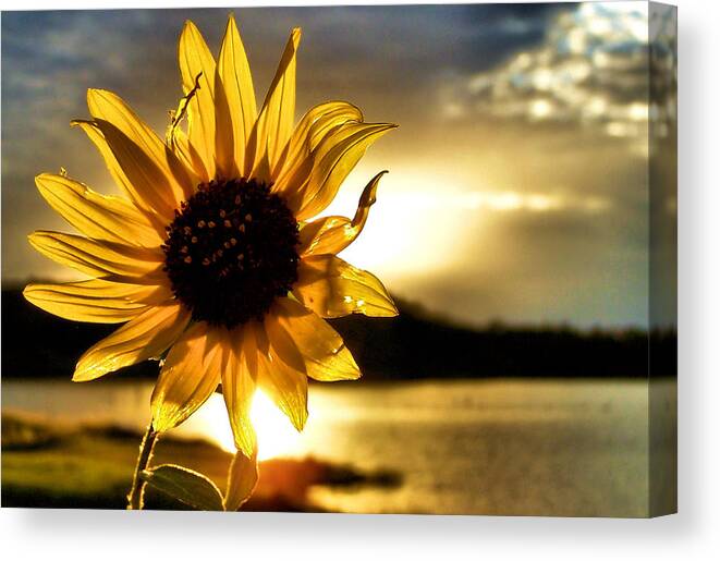 Sunflower Canvas Print featuring the photograph Up Lit by Karen Scovill