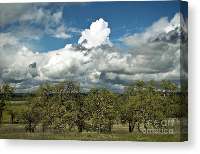 Landscape Canvas Print featuring the photograph Valley Oaks by Richard Verkuyl