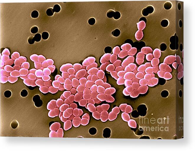 Vancomycin Resistant Enterococci Canvas Print featuring the photograph Vancomycin Resistant Enterococci by Science Source