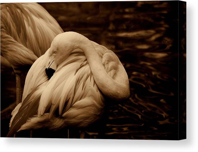 Flamingo Canvas Print featuring the photograph Vanity II by Susanne Van Hulst