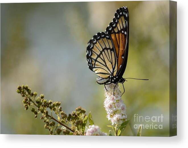 High Virginia Images Canvas Print featuring the photograph Viceroy by Randy Bodkins