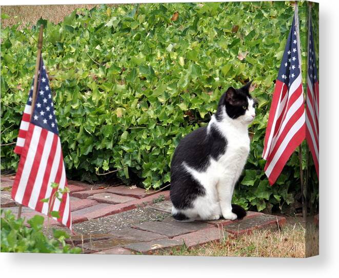 Tuxedo Cat Canvas Print featuring the photograph Tuxedo Cat and USA Flags by Valerie Collins