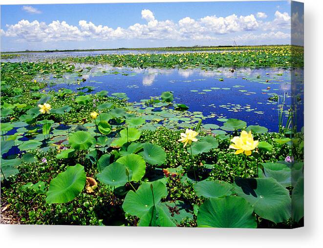 Louisiana Outback Canvas Print featuring the photograph Water lilies along the Creole Nature Trail by Thomas R Fletcher