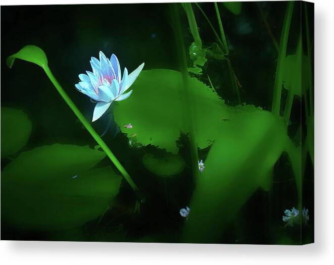Lily Canvas Print featuring the photograph Water Lily n Pond by Joseph Hollingsworth