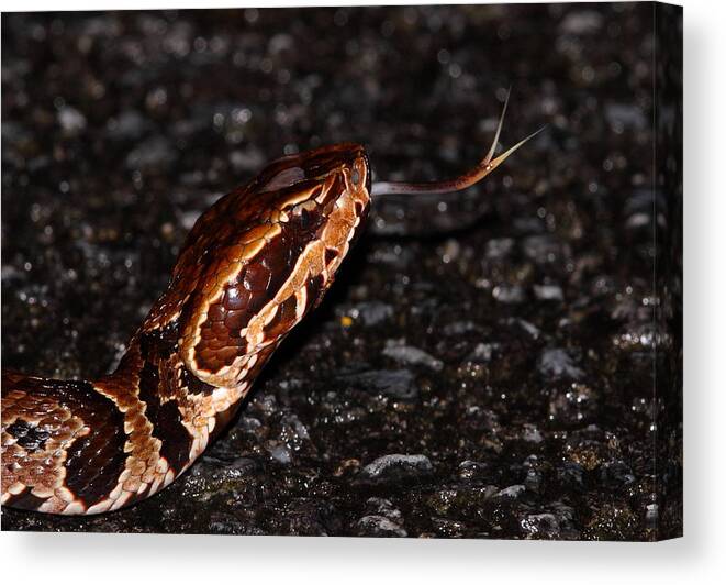 Snake Canvas Print featuring the photograph Water Moccasin by Bruce J Robinson