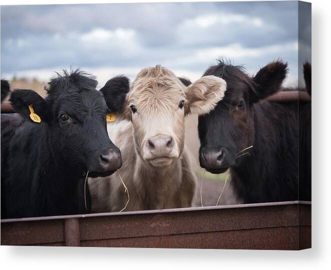 Cows Canvas Print featuring the photograph We Three Cows by Holden The Moment